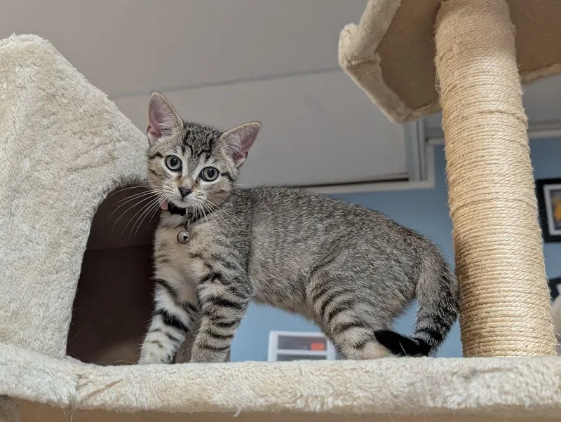 A baby medium-sized female Tabby (Brown / Chocolate) Domestic Short Hair cat named Fawkes for adoption in Lake Orion, MI