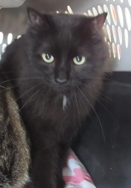 An adult large-sized female Ragdoll cat named Fluffy; Bonded W Hershey for adoption in West Memphis, AR