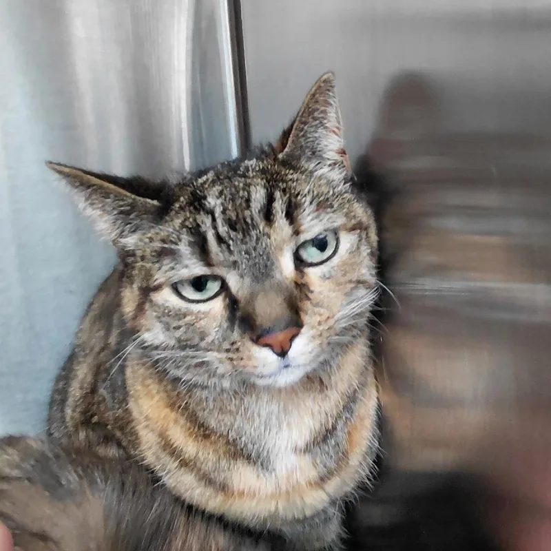 A senior small-sized female Gray / Blue / Silver Domestic Short Hair cat named Rosie for adoption in Philadelphia, PA