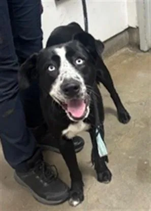 A young medium-sized female Border Collie dog named Star for adoption in Van Nuys, CA
