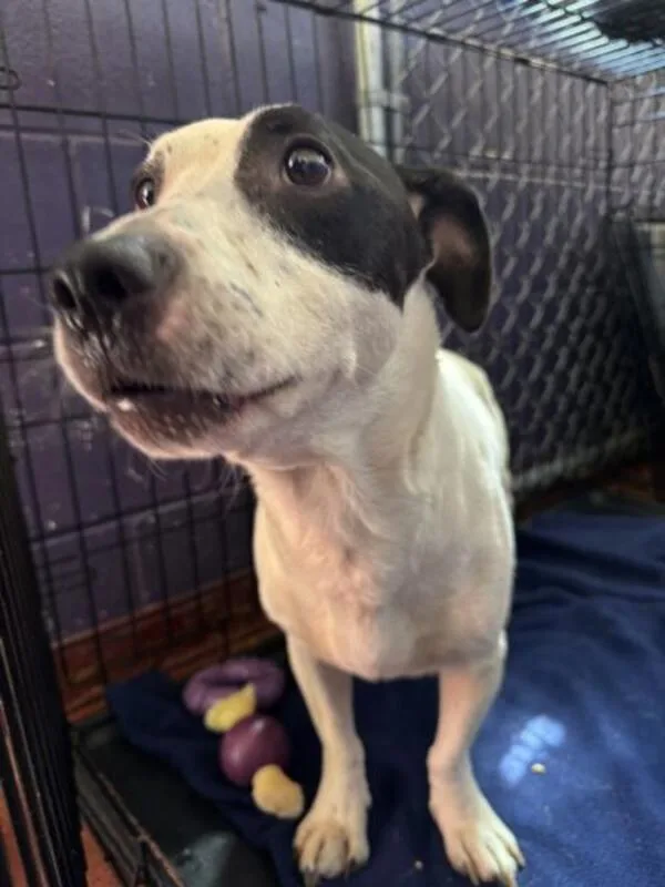 An adult medium-sized male Jack Russell Terrier dog named Bud for adoption in Salisbury, MD