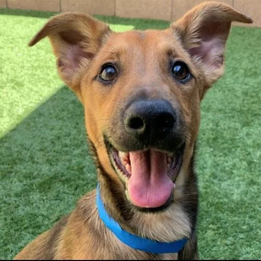 A baby small-sized male Brown / Chocolate Shepherd dog named Please save me for adoption in San Marcos, CA