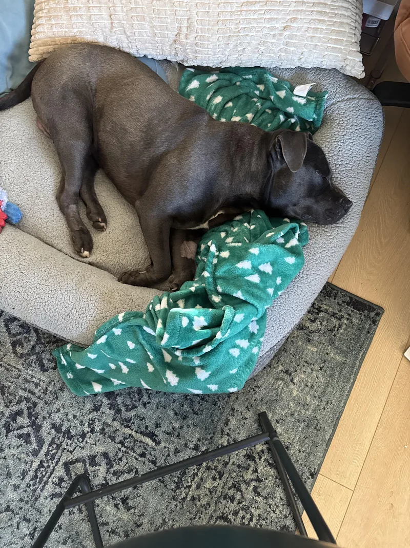 An adult large-sized male Pit Bull Terrier dog named Doug for adoption in Vancouver, WA