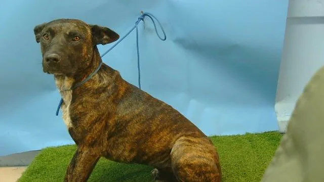 A young large-sized male Pit Bull Terrier dog named Luther for adoption in Gardena, CA