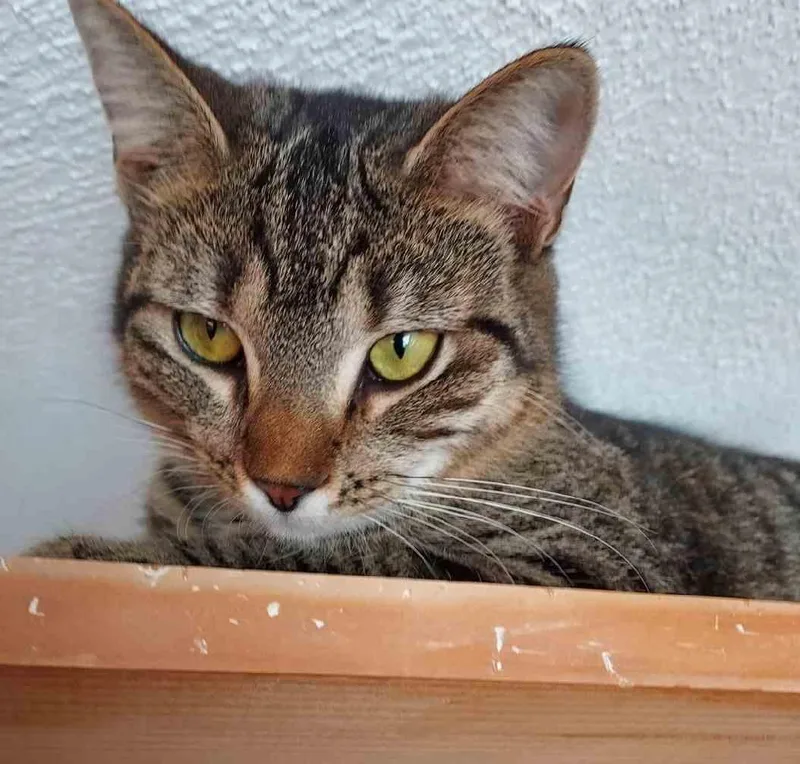 Small Bob   thumbnail 3