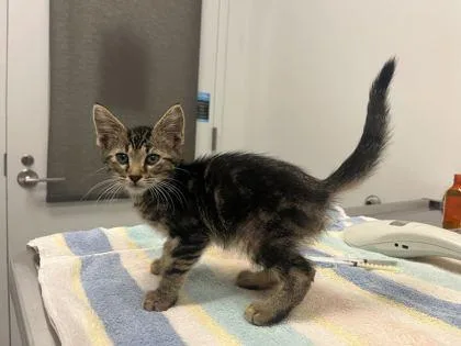 A baby small-sized male Brown / Chocolate Domestic Short Hair cat named Mister Sparkle Toots for adoption in Kansas City, MO