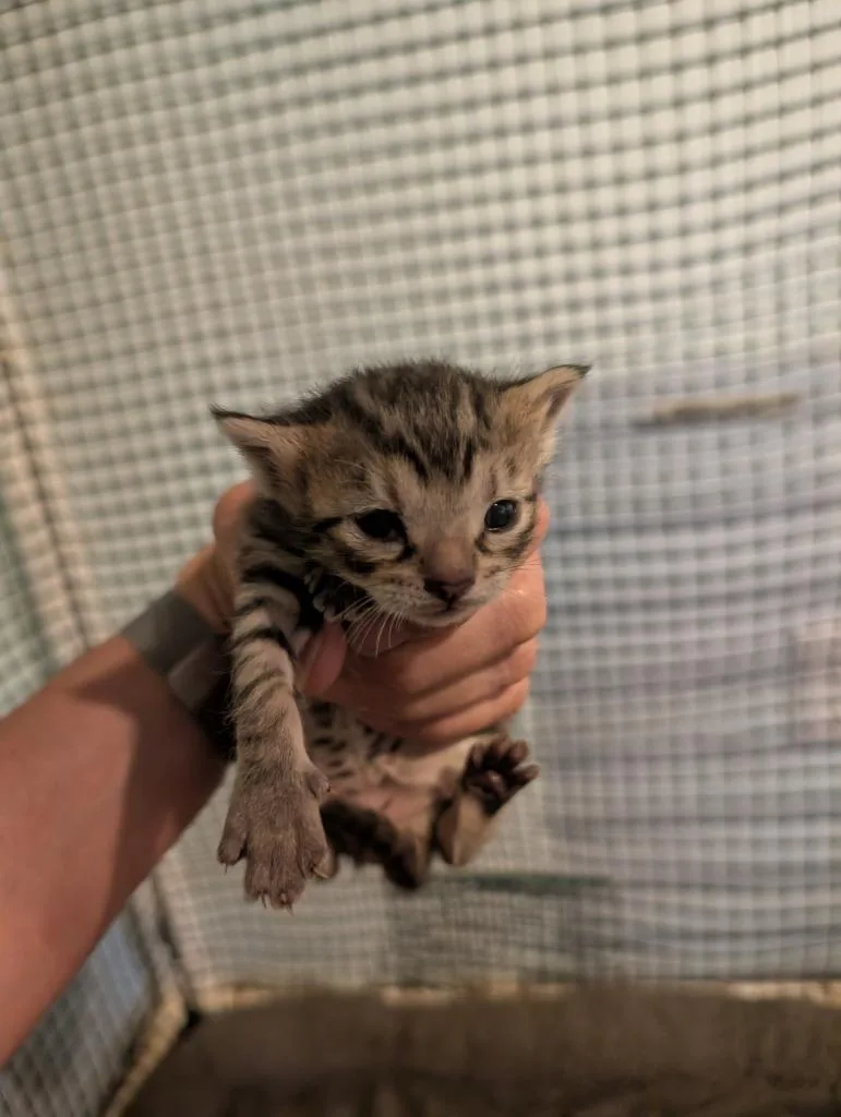 A baby medium-sized female Domestic Short Hair cat named Yuki for adoption in Fort Oglethorpe, GA