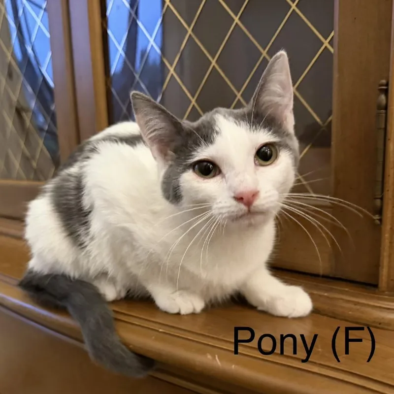 A baby medium-sized female White Domestic Short Hair cat named Pony for adoption in Murfreesboro, TN