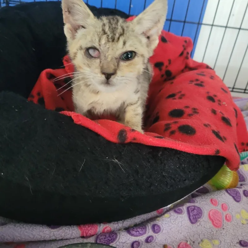 A baby small-sized male Buff / Tan / Fawn Domestic Short Hair cat named Scarlett for adoption in Clarksdale, MS