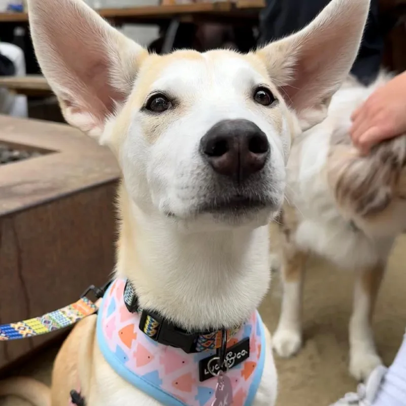 A baby medium-sized female White / Cream Husky dog named Lavender for adoption in Oceanside, CA