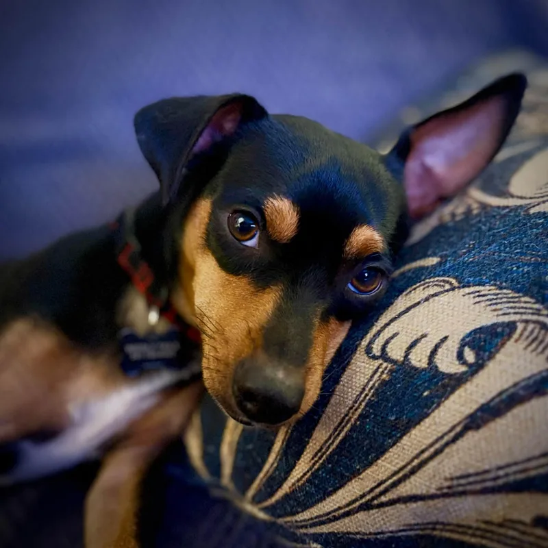 A young small-sized male Bicolor Miniature Pinscher dog named Bandit for adoption in Eugene, OR