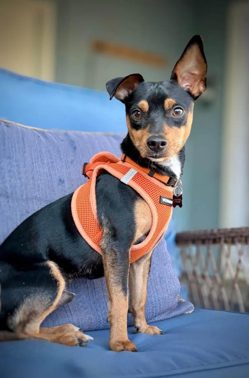Bandit thumbnail 4