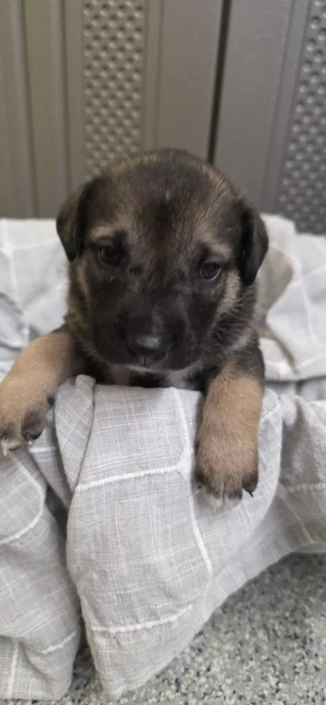 A baby small-sized male German Shepherd Dog dog named Rune for adoption in Syracuse, IN