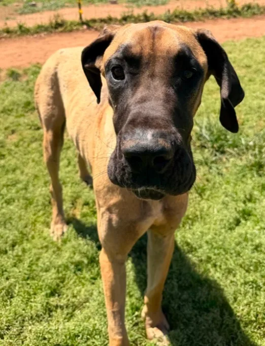 A young extra large-sized male Fawn Great Dane dog named Roscoe for adoption