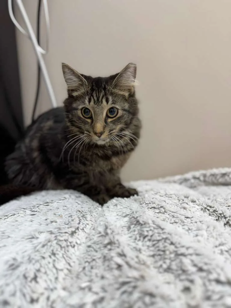A baby small-sized male brown Tabby cat named Aeron for adoption
