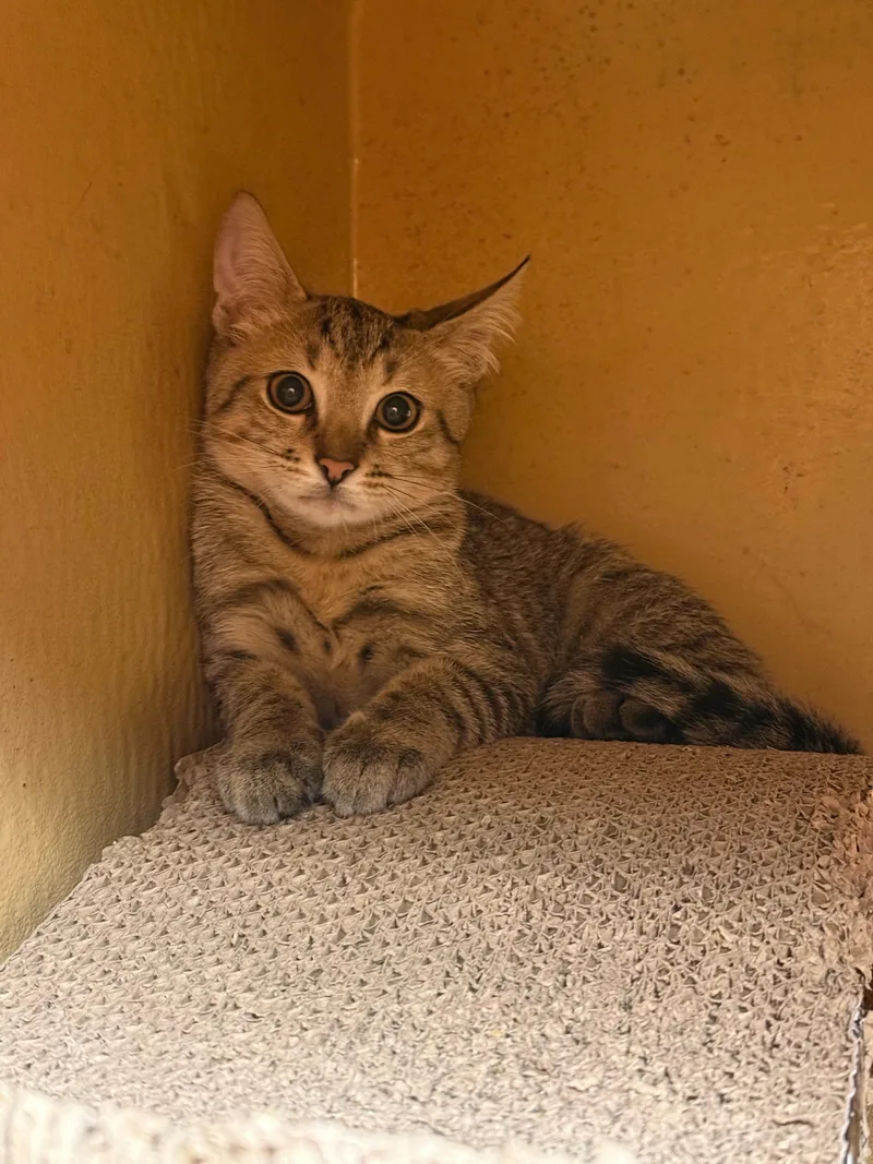 A baby small-sized male beige Tabby cat named Zorren for adoption