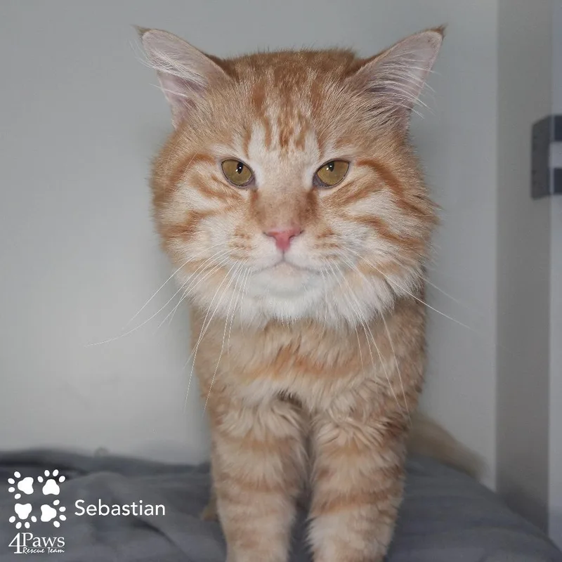 An adult small-sized male Orange / Red Maine Coon cat named Sebastian Manassas for adoption in Merrifield, VA