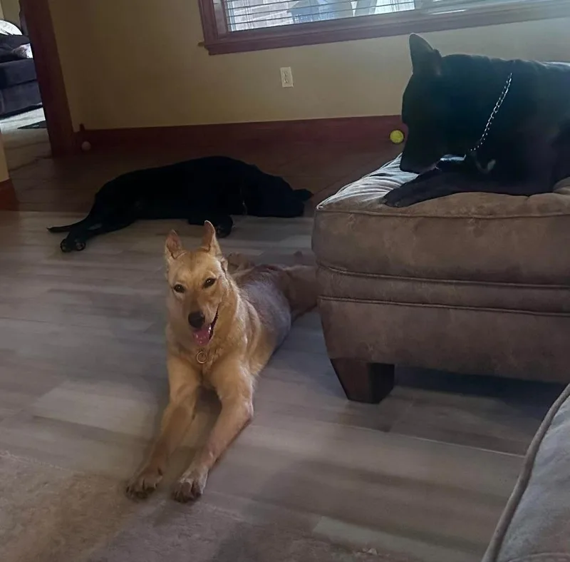 A young medium-sized female German Shepherd Dog dog named Dolly Barkin for adoption in Sealy, TX