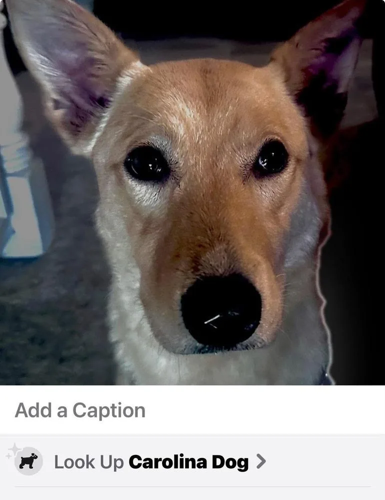 Dolly Barkin thumbnail 3