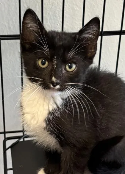 A baby small-sized male Domestic Short Hair cat named Gamecube for adoption in Cumming, GA