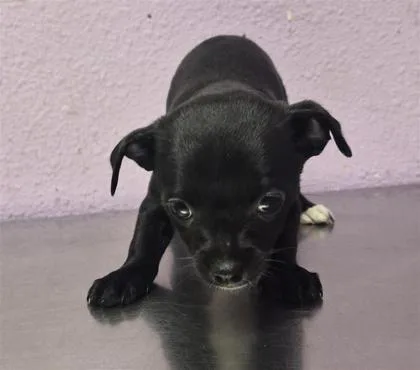 A baby small-sized female Black Mixed Breed dog named 61806503 for adoption in El Paso, TX