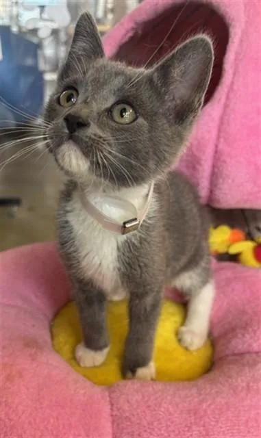 A baby small-sized male Domestic Short Hair cat named Mason for adoption in Lancaster, CA