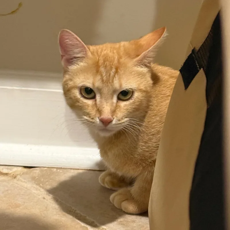 A young medium-sized female Orange / Red Domestic Short Hair cat named Penny for adoption in Oakton, VA