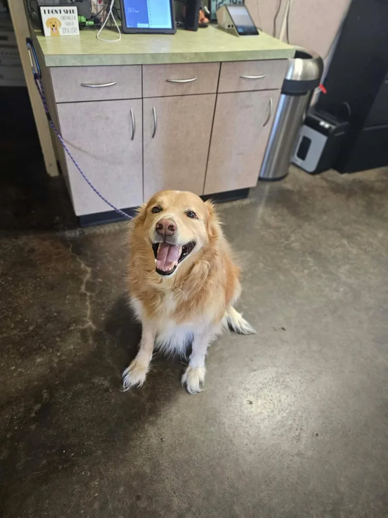 A senior medium-sized male Golden Retriever dog named Found stray: Apollo for adoption in Rockwall, TX