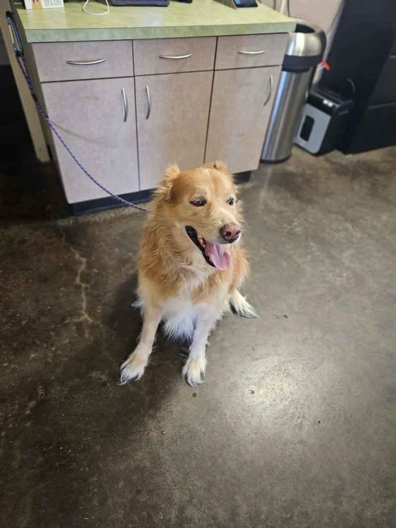 Found stray: Apollo thumbnail 3