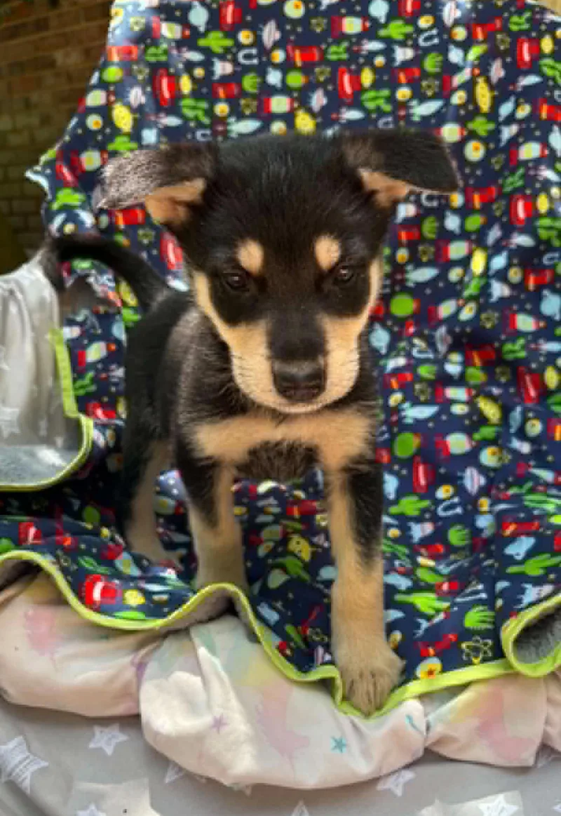 A baby medium-sized male Black Husky dog named Fa Musical for adoption in Andover, MA