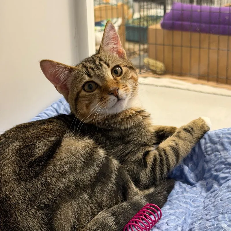 A baby medium-sized male Brown / Chocolate Domestic Short Hair cat named Bradley for adoption in Hampton Bays, NY