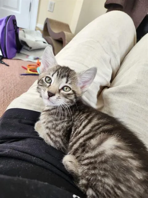 A baby medium-sized male Domestic Short Hair cat named Yakko for adoption in Dedham, MA