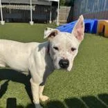 An adult medium-sized female White / Cream Pit Bull Terrier dog named Sugar for adoption in Hilliard, OH