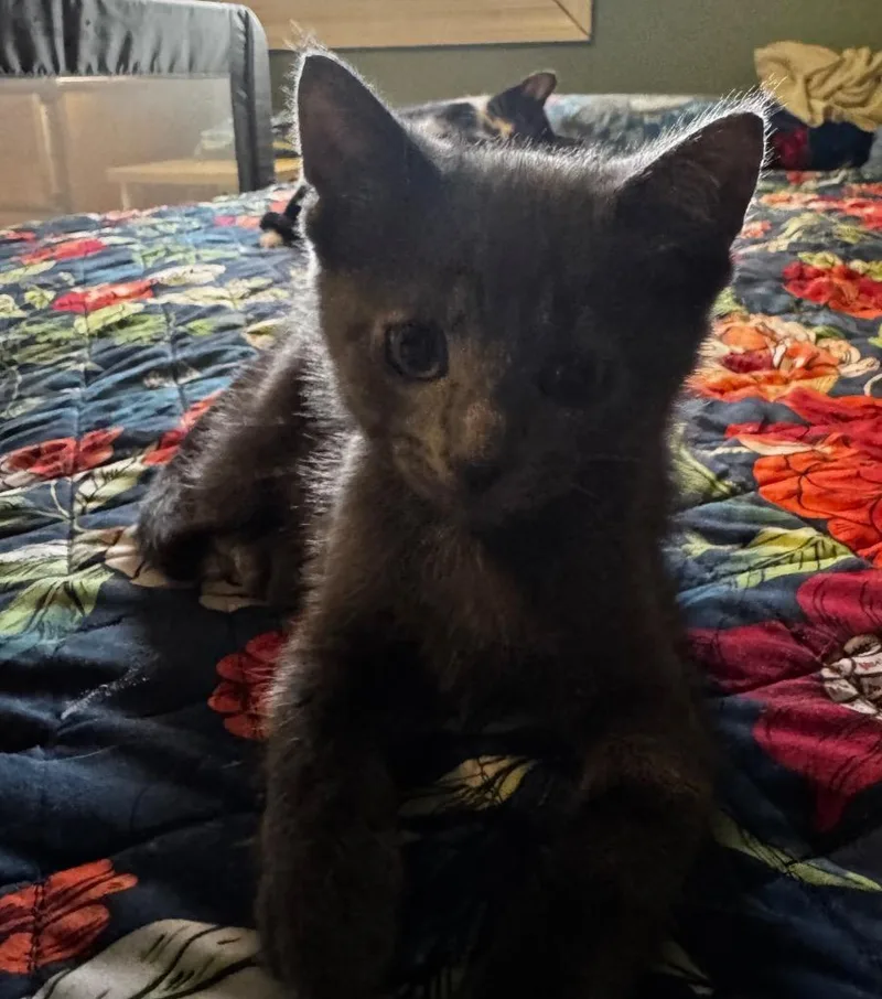 A baby small-sized male Domestic Short Hair cat named Lopez for adoption in Brainardsville, NY