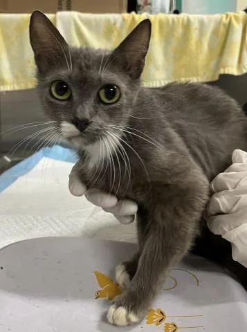 An adult medium-sized female Domestic Short Hair cat named Carrie for adoption in Pensacola, FL