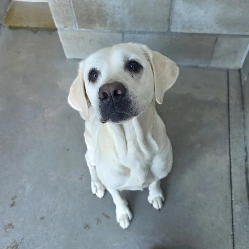 An adult large-sized female Labrador Retriever dog named MingMing for adoption in Bristol, IN