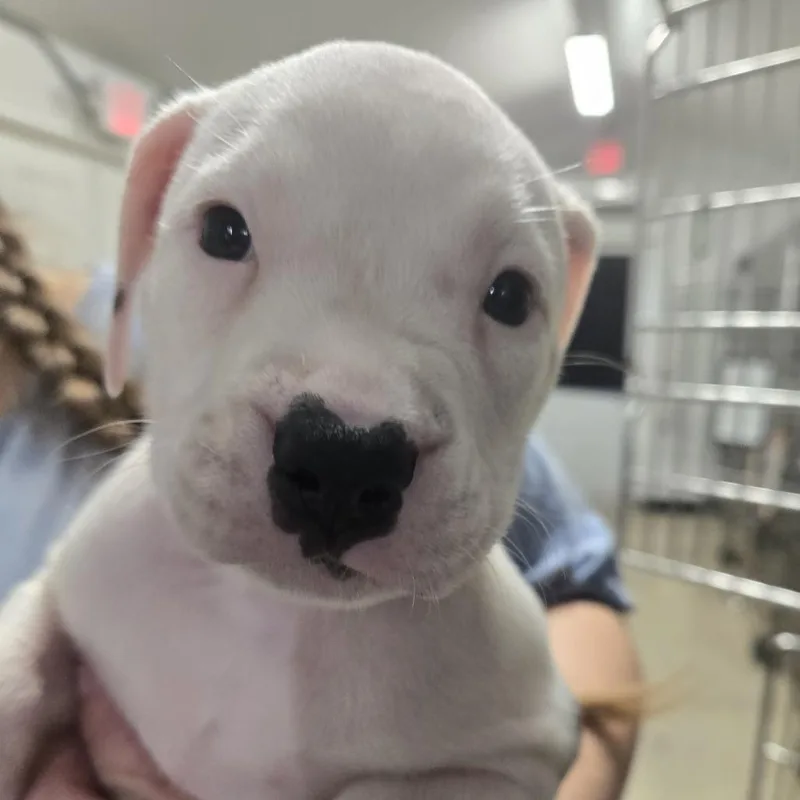 A baby small-sized female White / Cream Mixed Breed dog named Petra for adoption in Lake Panasoffkee, FL