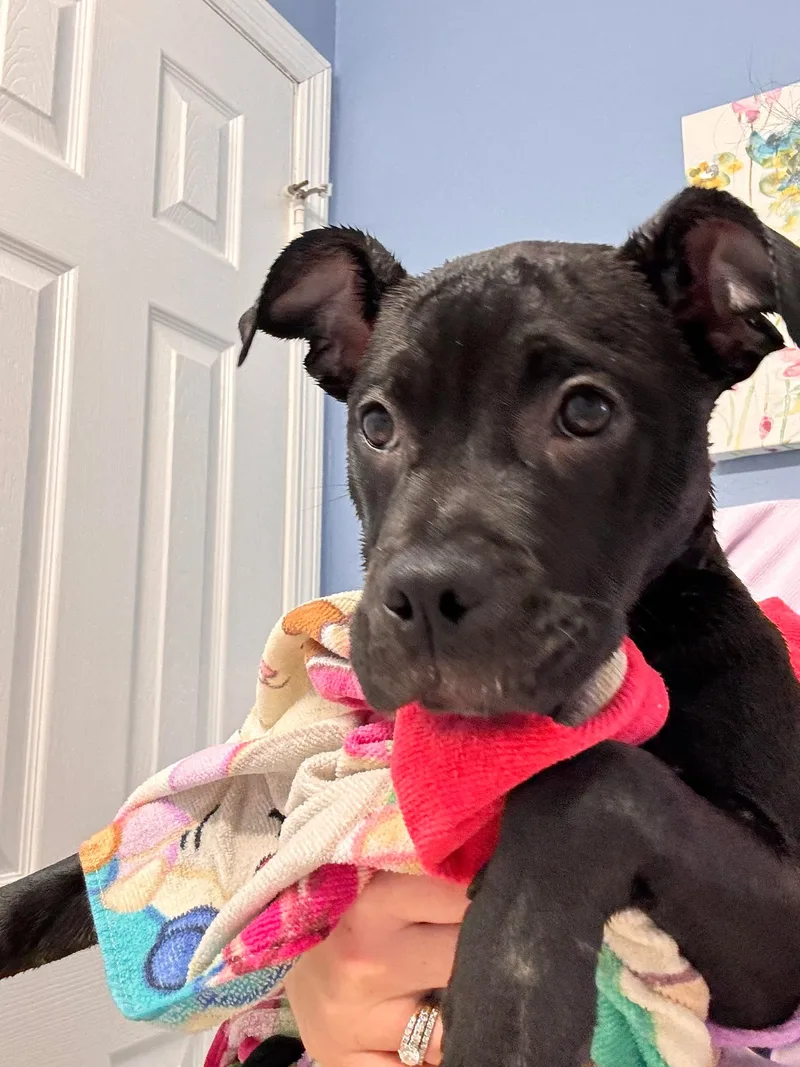 A baby small-sized female Black Pit Bull Terrier dog named Taffy for adoption