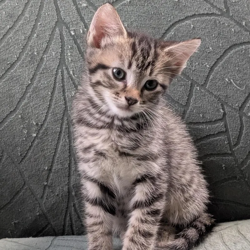 A baby small-sized male Brown / Chocolate Domestic Short Hair cat named Duncan for adoption in Raleigh, NC