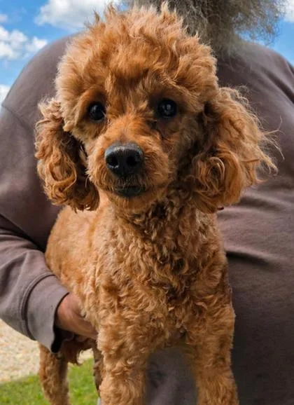 An adult small-sized female Poodle dog named Nutella for adoption in Malvern, PA