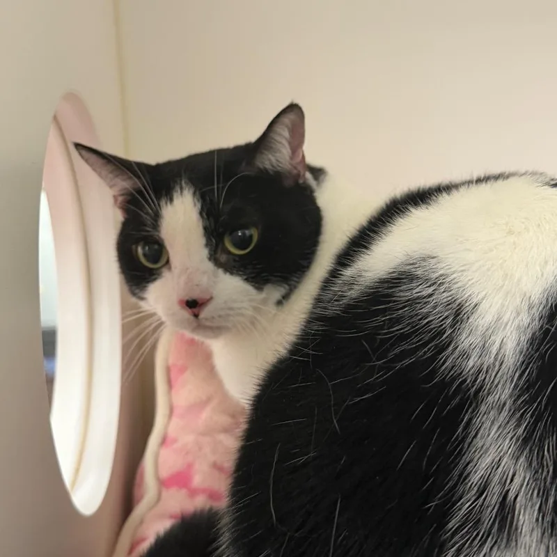 An adult medium-sized female White Domestic Short Hair cat named Cue Ball for adoption in West Palm Beach, FL