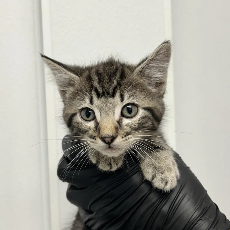 A baby small-sized male Gray / Blue / Silver Domestic Short Hair cat named Doubledip for adoption in Abilene, TX