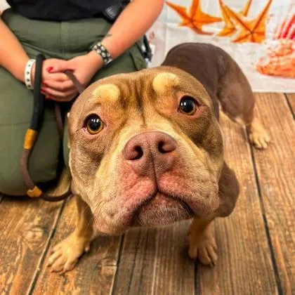 An adult medium-sized female American Bulldog dog named Waffle Cone for adoption in Gastonia, NC