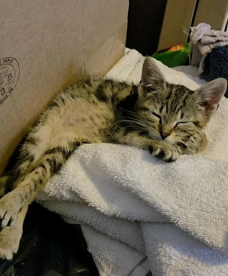A baby small-sized female Tabby (Brown / Chocolate) Domestic Short Hair cat named Labubu for adoption in Brooklyn, NY