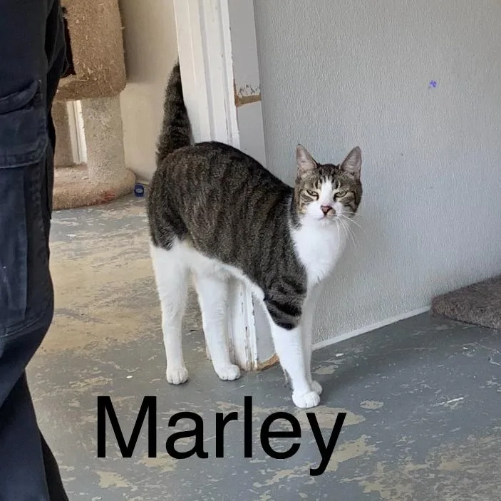 Marley thumbnail 3