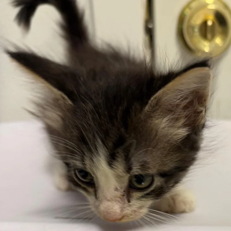 A baby small-sized male Gray / Blue / Silver Domestic Short Hair cat named Tippy for adoption in Floresville, TX