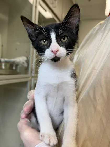 A baby small-sized male Domestic Short Hair cat named Chicken for adoption in Bellevue, WA