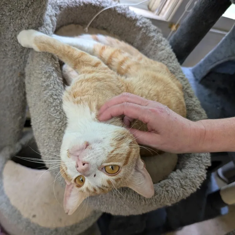 A young medium-sized male Tabby (Orange / Red) Tabby cat named SuryaTotal Ginger Here for adoption in Laurel, MD