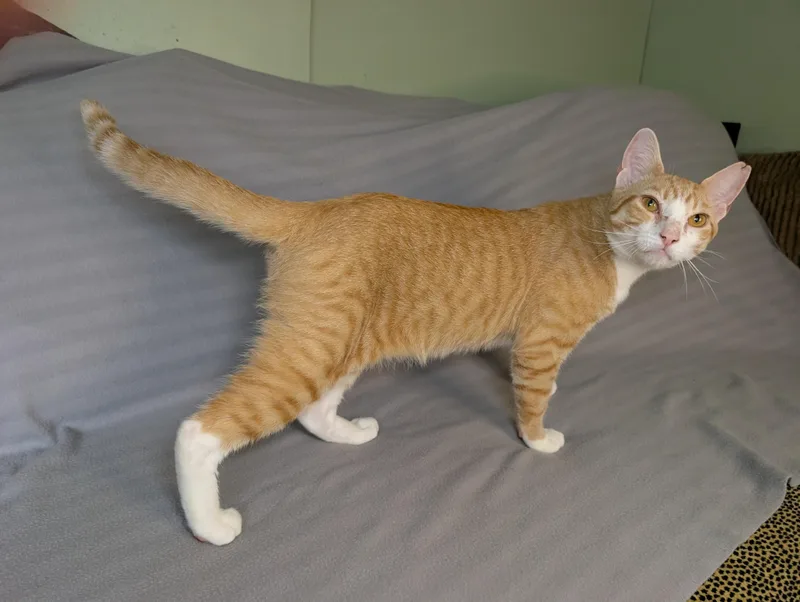 SuryaTotal Ginger Here thumbnail 2