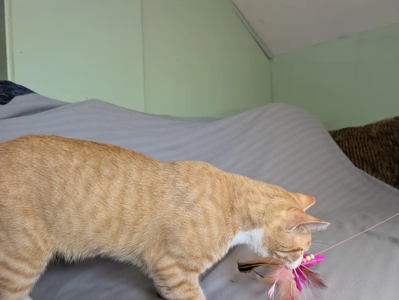 SuryaTotal Ginger Here thumbnail 3